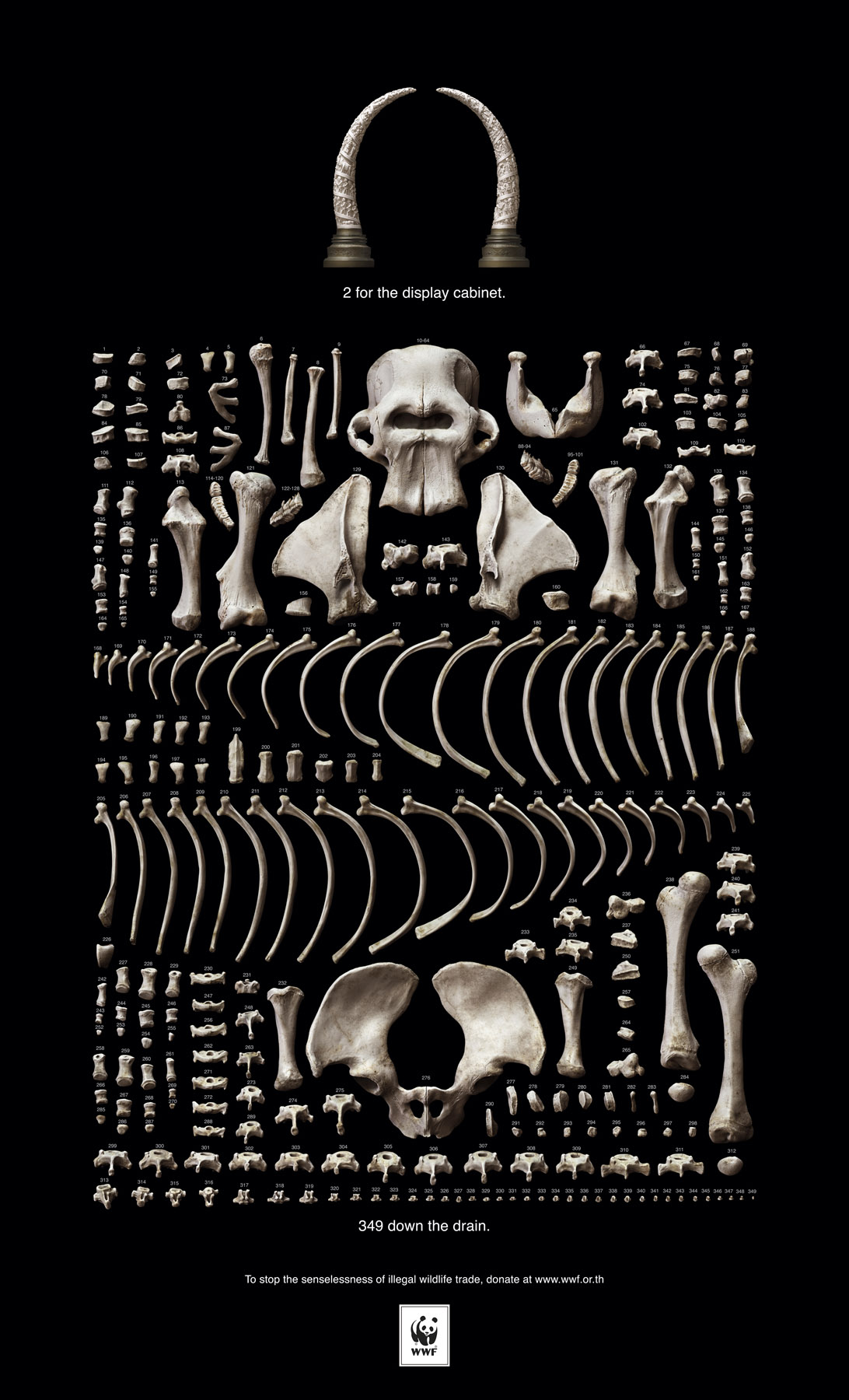 WWF - Elephant Skeleton